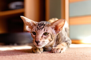 A young Oriental cat crouching on a carpet in a sunlit room.
