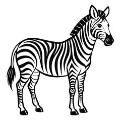 zebra isolated on white background