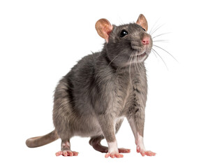  3/4 Angle Gray Rat Looking Up, Upright Pose with Soft Lighting, Transparent Background PNG