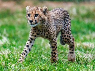 Cheetah Cub on Grass