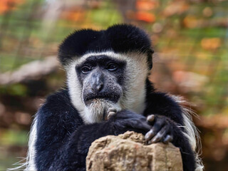Colobus Monkey Resting on Rock