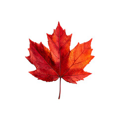Fototapeta premium Vibrant Red Maple Leaf Isolated on Black Background Representing Canadian Symbol