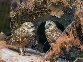Burrowing Owls at Den Entrance