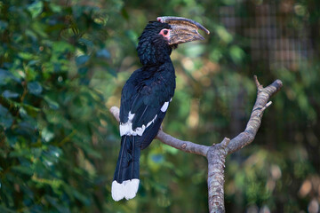 Abyssinian Ground Hornbill on Branch
