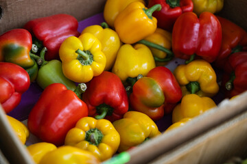 Close-up of fresh vibrant red and yellow bell peppers in cardboard box at local farmers market outdoors in daylight, organic vegetable harvest, healthy food and seasonal produce concept
