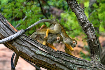 Squirrel Monkeys Climbing Branch