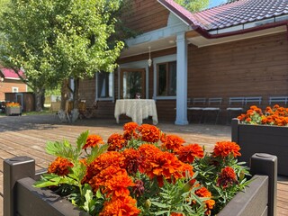 beautiful blooming marigolds in a pot on a summer day. High quality photo
