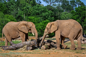 Fototapeta premium Elephants Interacting at Log Pile