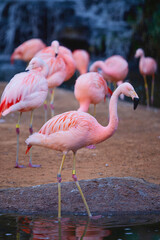 Group of Flamingos by Water