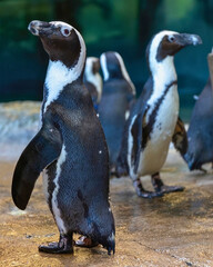 Penguins in Enclosure