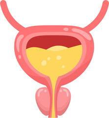 Male Bladder 