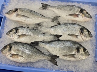 氷の上に敷き詰められた魚