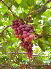 A close-up of red grapes hanging on a vine in a grape farm. Vineyard red grapes  lush red grapes hanging from vine. Natural agriculture