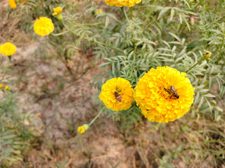 Close up shoot of Bumble bee on yellow blooming marigold.