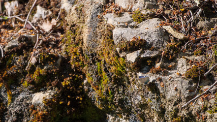 Blue Butterfly on Textured Rock in Sunny Natural Habitat