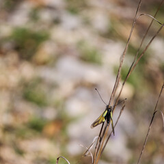 Libelloides coccajus insect for entomological study reference