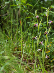 Wild bee orchid blooming in Occitanie grassland