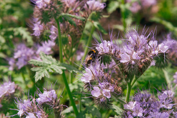 Purple flowers. Honey bee on a purple phacelia or lacy phacelia flower. Blue tansy flower with bumblbee for background, post, screensaver, wallpaper, postcard, banner, cover