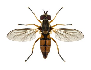 A detailed top-down view of a fly, showcasing its segmented body,  wings, and legs