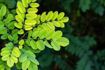 green leaves background