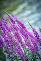 Obraz premium Wild flowers