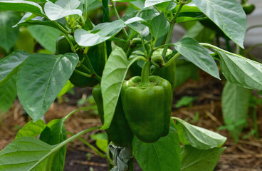organic green bell peppers growing on a plant 