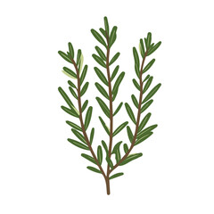 My Simple flat 2D icon of green rosemary branch isolated on a white background, vector design, ideal for animation, vector, web design, digital illustrations, and minimalism. EPS format, vector	