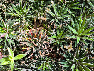 Close-up of a spiky succulent plant with dense, sharp green leaves forming a striking natural texture. Background consisting of sharp succulents