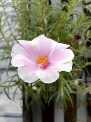 Close-Up of Pink and White Portulaca Flower &ndash; Ornamental Plant
