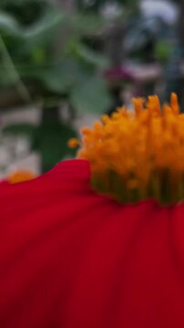 Sunflower, Mexican (Tithonia rotundifolia)