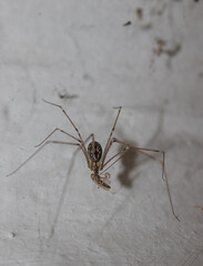spider with caught prey, a mosquito