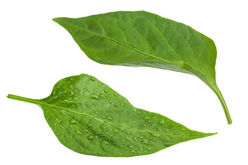 Sweet pepper leaf closeup isolated on white background