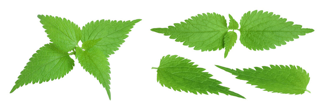 Nettle leaf isolated on white background. Top view. Flat lay
