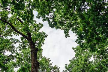 Trees frame the cloudy sky in a green oasis in Moscow