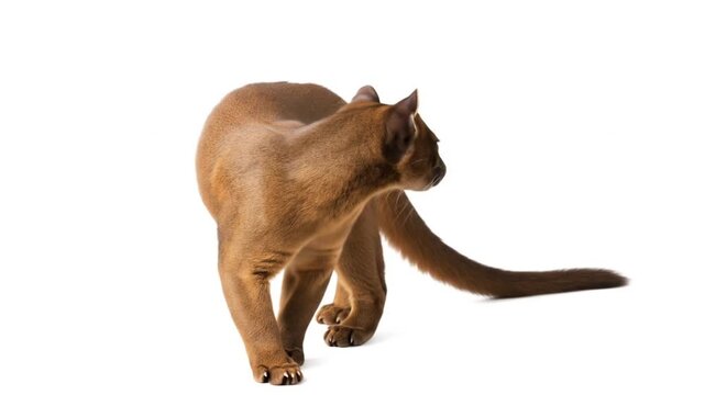 A fossa with sleek reddish-brown fur and long tail, walking isolated on a white background