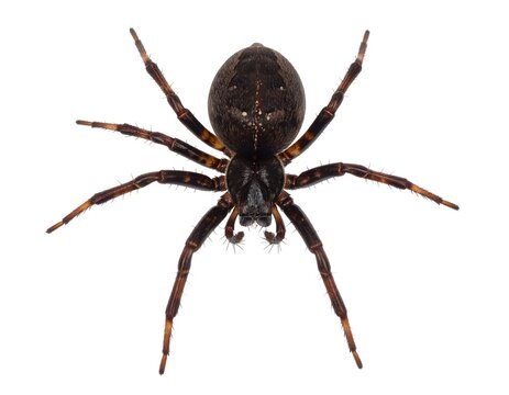 Dark spider, top-down view, eight legs, segmented body - Powered by Adobe