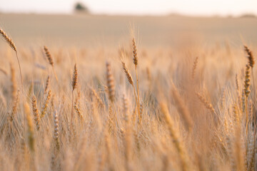 Golden Wheat Stalks Silhouetted Against a Warm Sunset