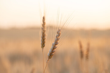 Golden Wheat Stalks Silhouetted Against a Warm Sunset