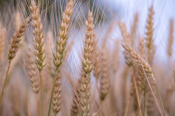 Golden Wheat Stalks Silhouetted Against a Warm Sunset