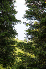sun rays in the forest
