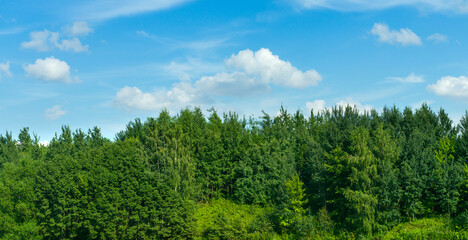 Green trees in park under the blue sky