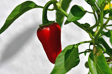 jalapeno rip red chili on its plant