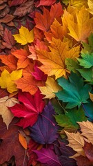 Fototapeta premium Vibrant rainbow of autumn maple leaves close up