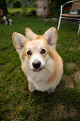 Cute corgi dog looking up while sitting on grass Vertical