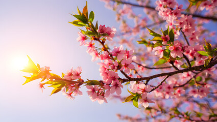 Pink cherry blossoms bloom on branches in spring, showcasing nature's beauty