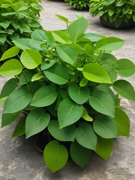 Tinospora cordifolia is a local herb in Thailand