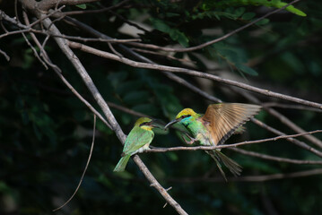 A vibrant Two green bee eater birds  perched on a dry branch one mother is feeding to child against a lush green background
