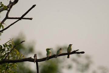A trio Green bee eater birds perched on a tree branch, with one mother bird feeding an insect to...
