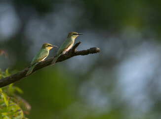 A vibrant Two green bee eater birds  perched on a dry branch   against a gray  background.