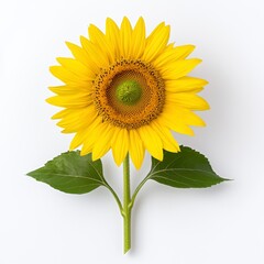 Obraz premium Vibrant Yellow Sunflower on White Background